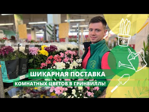Видео: Шикарная поставка комнатных цветов в Гринвилль!