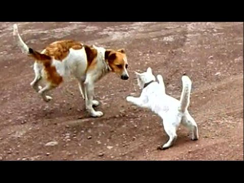 Видео: Кот   привел бездомного щенка.Пришлось приютить .