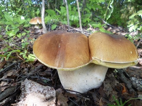 Видео: Белых грибов много не бывает , их бывает очень много!