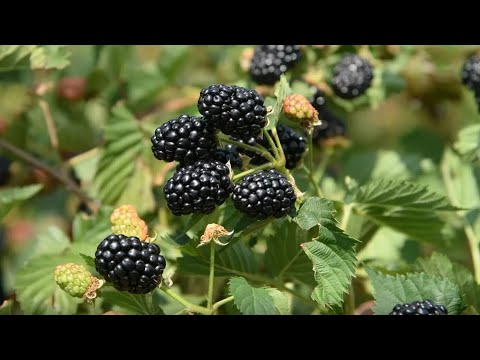 Видео: #ягода #ежевика #лохнесс #малина #маравилла #все #сорты #ватсапп 0227102222 +996227102222