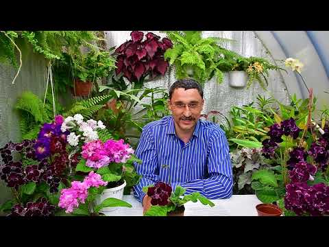 Видео: Влияние размера горшка на цветение