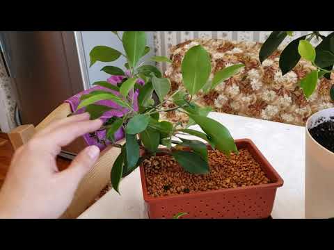 Видео: Дефолиация фикуса ретузы, микрокарпа. Опыт выращивания фикусов.