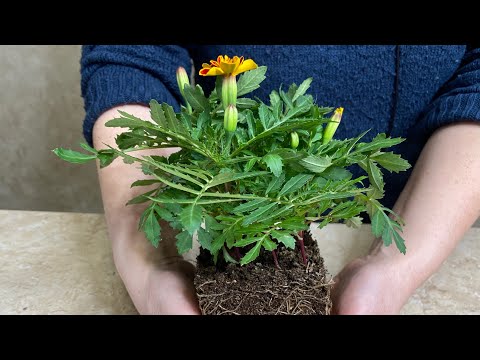 Видео: Лучший способ посева бархатцев! Обязательно попробуйте!