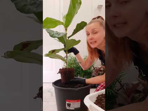 Видео: Тёмные пятна на листьях Фикуса Лирата. В чем причина? Как помочь?