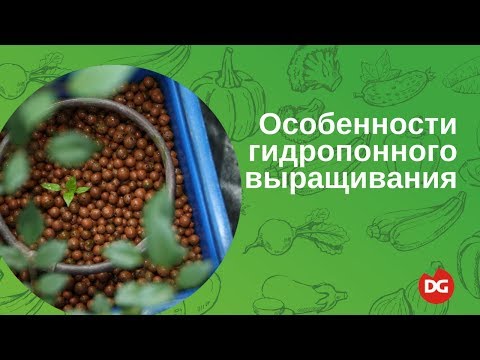 Видео: №38 Особенности гидропонного способа выращивания