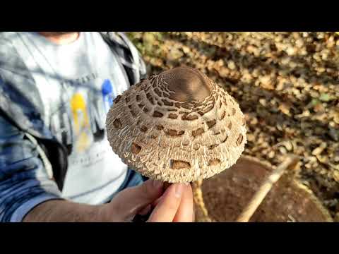 Видео: Търсене и събиране на есенни Сърнели в гората.