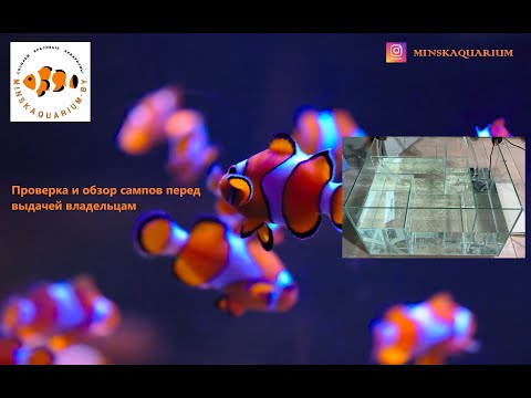 Видео: Обзор и проверка сампов для аквариумов. Самп как лучшая фильтрация для аквариума.