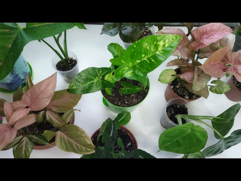 Видео: Повседневные заботы 🌱/ Сингониумы/ Обзор и пересадки