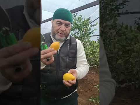Видео: 7 декабря 2024 г.#issiqxona #lemon