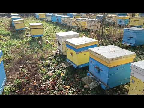 Видео: Облёт пчёл обработка от клеща