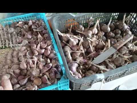 Видео: Посадила чеснок. 