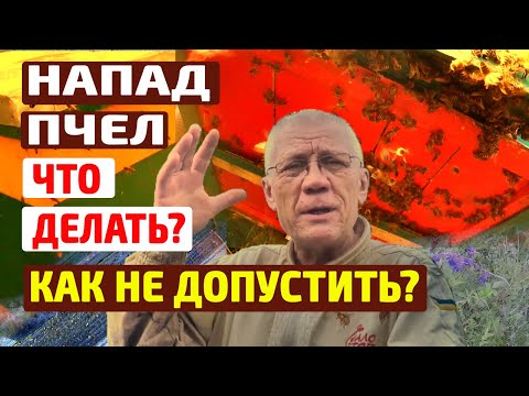Видео: Напад пчел. Пчелиное воровство. Что делать?