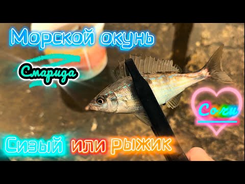 Видео: Ловля морского окуня на Черном море в Сочи. Смарида он же сизый он же рыжик. #рыбалка #сочи #смарида