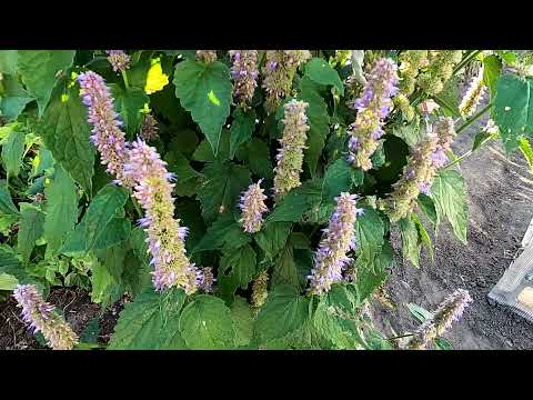 Видео: Загадочная история с многоколосником, лофантом и мятой.