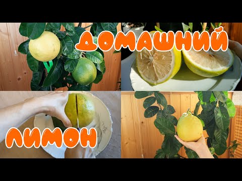 Видео: Домашний лимон Пандероза.