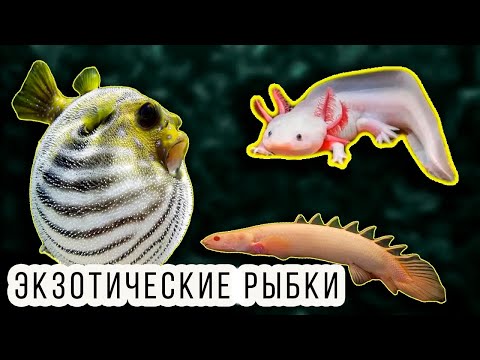 Видео: АКВАРИУМНЫЕ РЫБКИ НЕ ДЛЯ НОВИЧКОВ!