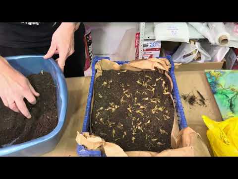 Видео: Проращиваем семена Клен Гиннала - Клен Татарский, Приречный, Acer tataricum