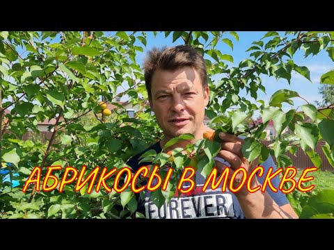 Видео: урожай абрикосов в Москве или как я вырастил абрикос
