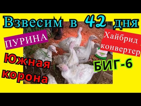 Видео: ПРОФИЛАКТИКА ГИСТОМОНОЗА. ВЕС ИНДЕЙКИ в 6 недель (42 дня) Пурина или Южная корона?