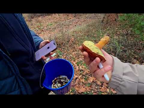 Видео: Сколько грибов насобирали?