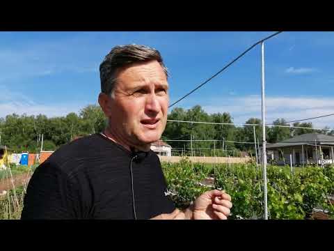 Видео: Как повысить урожайность.