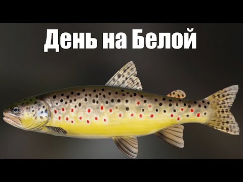Видео: День Рыбалки на реке Белая: Спиннинговая Ловля Форели и Хариуса в Русская Рыбалка 4