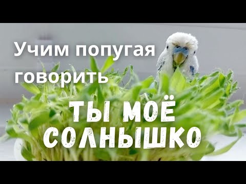 Видео: Учим попугая говорить "Ты моё солнышко"