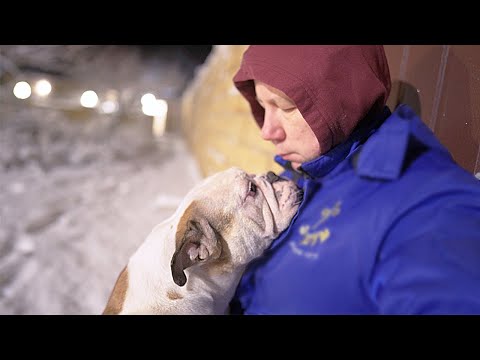 Видео: Кто лучше: Бульдоги и Булли? Кто из собак любит снег, а кого он бесит? Бульдоги и Булли идут гулять!