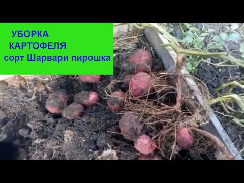 Видео: Уборка картофеля 19 сентября 2021 г. Урожайный сорт Шарвари пирошка