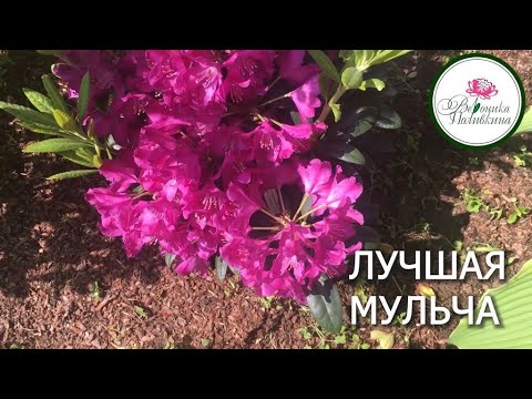 Видео: Чем лучше мульчировать почву