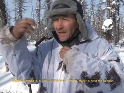 Видео: Охота на дикого северного оленя. Выпуск 101. Эфир от 20.03.12