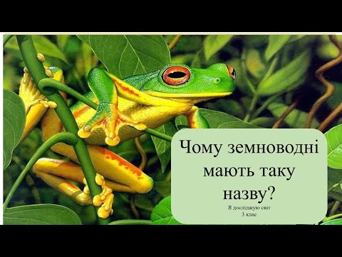 Видео: Урок 64 . Чому земневодні мають таку назву? Я досліджую світ 3 клас.