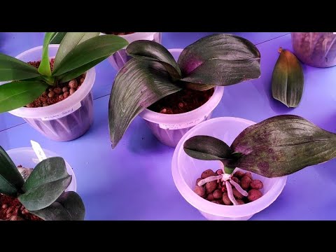 Видео: 03.06.22.пересадка ОРХИДЕЙ в кокосовый грунт