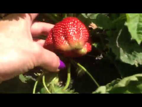 Видео: Клубника. Почему Сохнет Куст Клубники?!