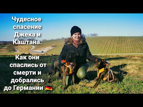 Видео: Они умирали от голода на трассе. Как Джек и Каштан добрались до хозяев в Германию🇩🇪🙏