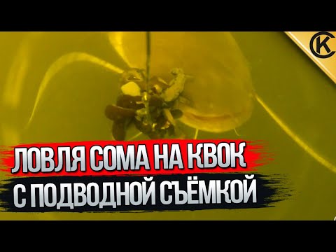 Видео: Ловля СОМА НА КВОК с подводной съёмкой. Подход двух сомов одновременно.