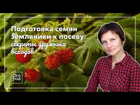 Видео: Подготовка семян земляники к посеву: секреты дружных всходов