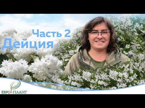 Видео: Цветущие кустарники которые не радуют.Часть 2. Дейция