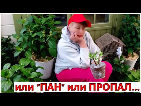 Видео: Почему так НЕ обычно сажаю метельчатую гортензию? Потому что она ПАН! Уход за гортензиями в мае