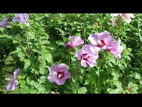 Видео: Дивноморское 19 сентября 2