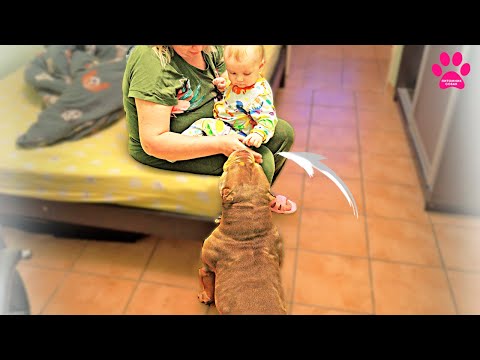 Видео: Сын дотронулся до собаки! Это безопасно? Вива будет мамой? А кто папа? Пускать ли собак в кровать?