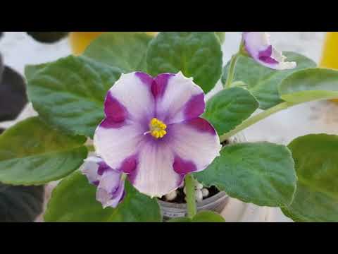 Видео: Цветение моих фиалочек,химер и новинок коллекции 2.11.25