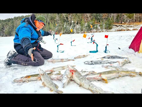 Видео: ЖЕРЛИЦЫ ГОРЯТ ПАЧКАМИ! ЛОВИМ ЗАПРЕЩЁННЫМ СПОСОБОМ! ВОТ ЭТО ЖОР! Зимняя рыбалка с Мишаней на жерлицы