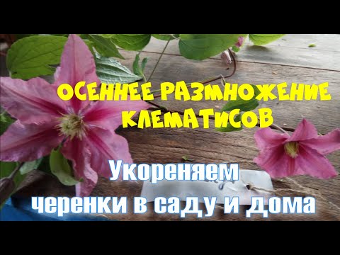 Видео: Осеннее размножение клематисов. Черенкуем дома и в саду. (ч.1)