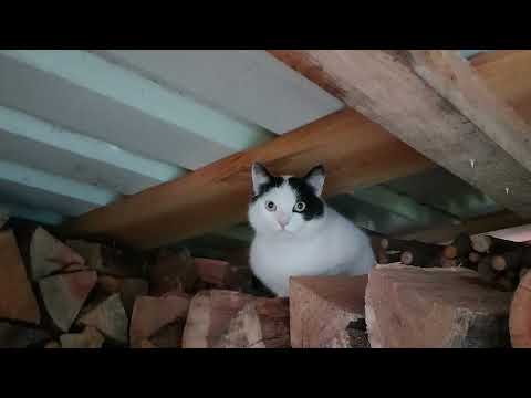 Видео: Хроника одного дома ⚒️🪖🥽 65. Наша горница с небом не сcорится