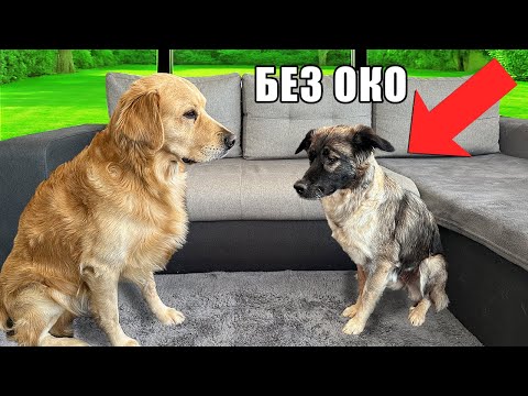 Видео: ГОЛДЪН РЕТРИВЪР СРЕЩА БЕЗДОМНО КУЧЕ