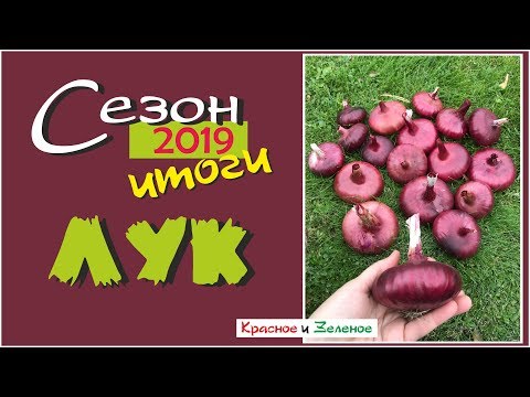 Видео: Лук репчатый и порей. Итог сезона 2019