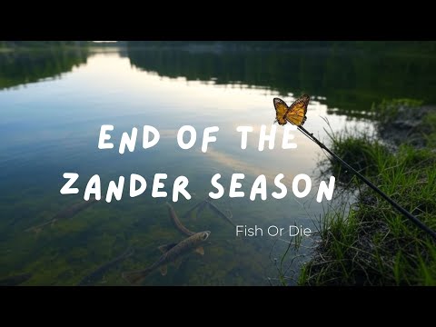 Видео: Последни Бели риби за сезона Ярловци  - Final zanders for the season
