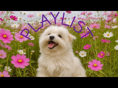 Видео: 𝐏𝐥𝐚𝐲𝐥𝐢𝐬𝐭 [кафе] Приятная песня, которая сделает ваши выходные счастливыми🍂🎶