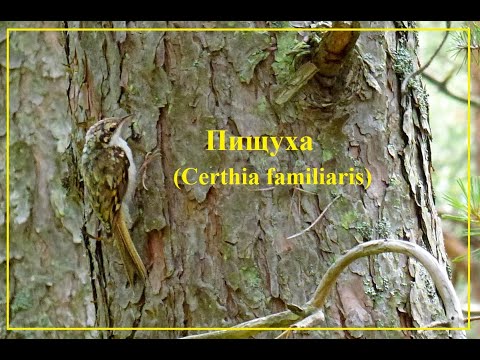 Видео: Пищуха (Certhia familiaris)